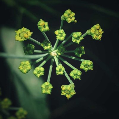 Nature in a Macro