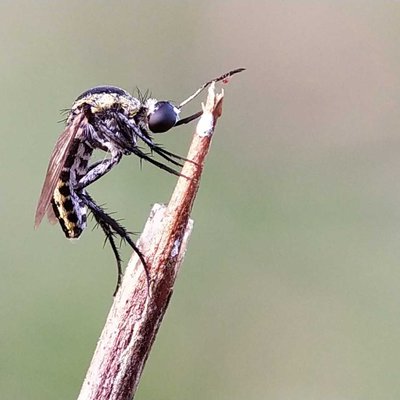 Toxophora amphitea