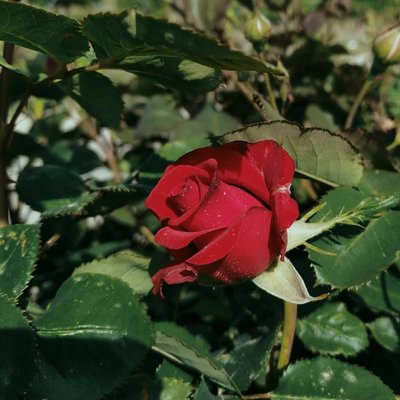rose 🌹