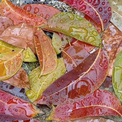 Mahogany Leaves