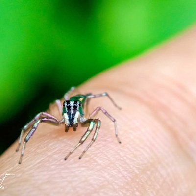 Spider