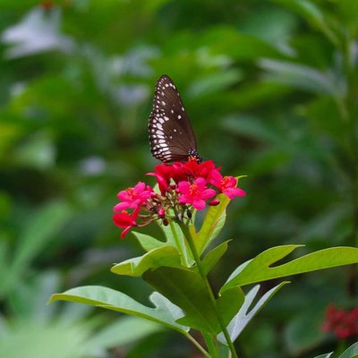 flower blooms& butterfly 🦋