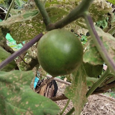 buah terong asam