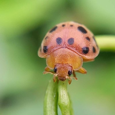 Lady Bugs