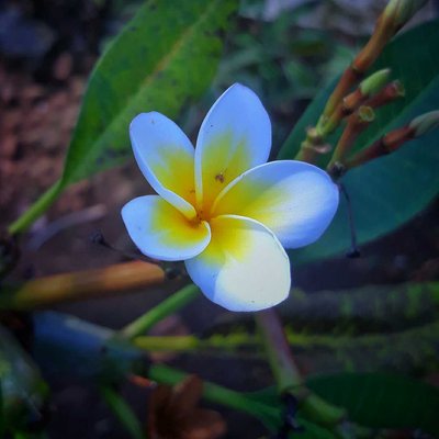 Kamboja