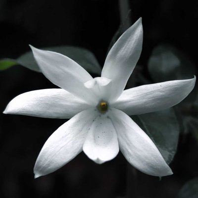 Jasmine Photography 