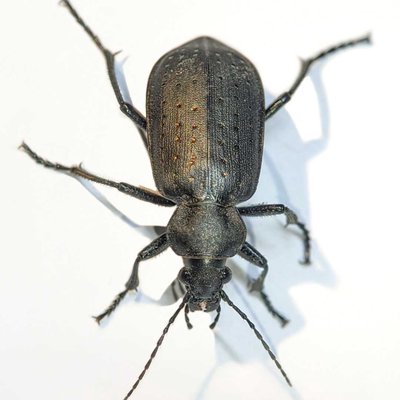 CARABIDAE