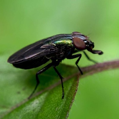 Lucilia sericata 