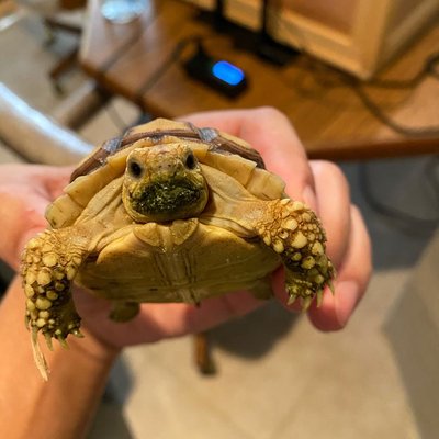 Meet Tessa 🐢 