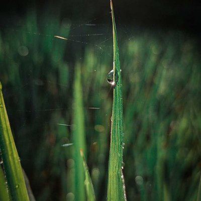 water drop🍃
