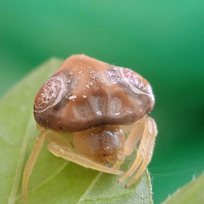 bolas spider
