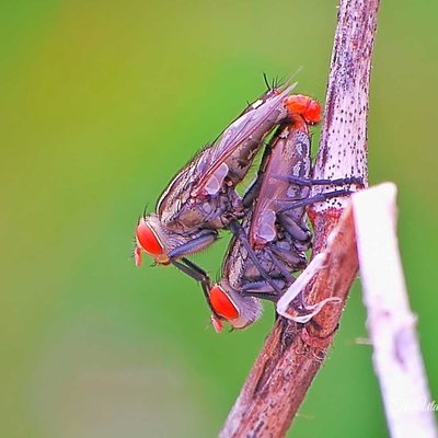 Lalat 