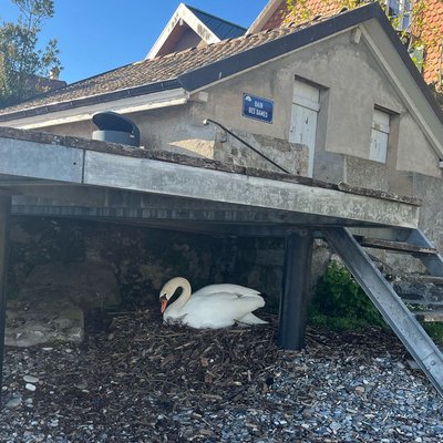 A swan brooding its eggs