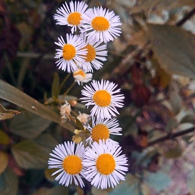 🌸🌸