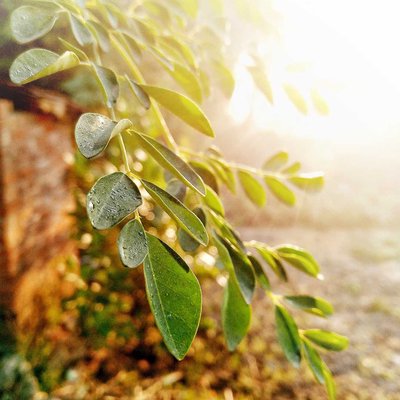 leaf 