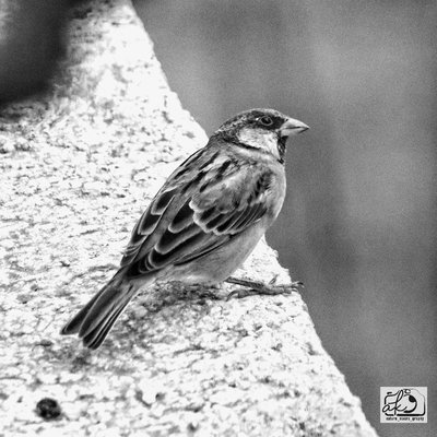 House Sparrow