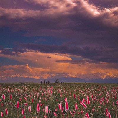 Colors of Nature 
