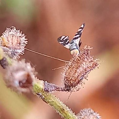 macro