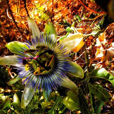 La Flor de la Campana