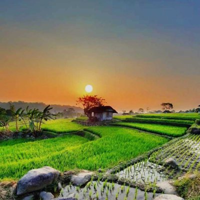 Rice farm