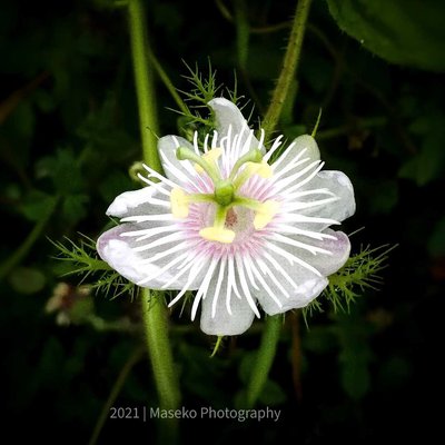Passiflora Foetida