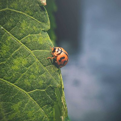 Macro Photography