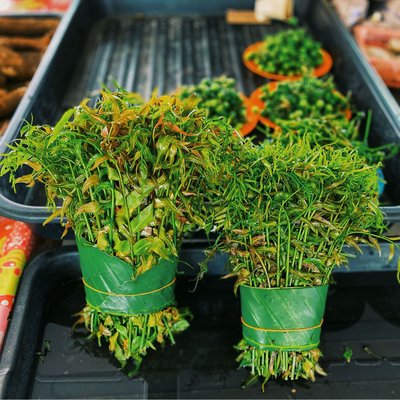 Sayur pucuk Midin