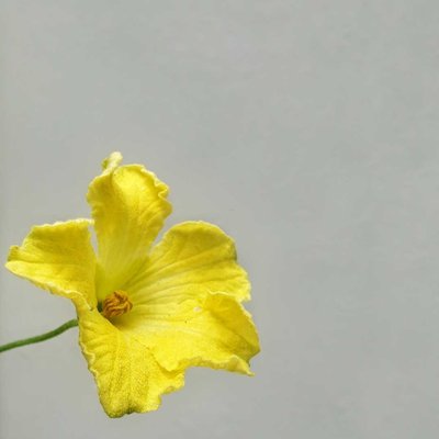 Minimalis Bunga Blustru