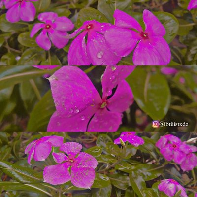 PINK BABIES🌸