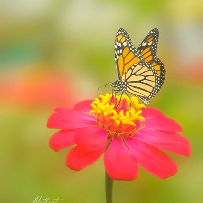 bunga kertas/zinnia