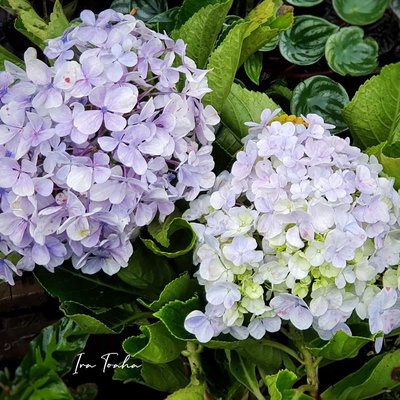 HORTENSIA