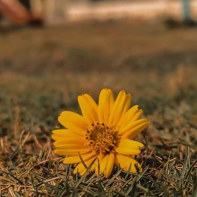 Mobile Photography
