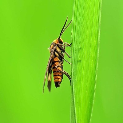 Amata huebneri 🦋
