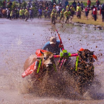 Karapan Sapi Brujul - Bull Race