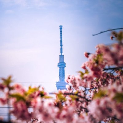 tokyo springs