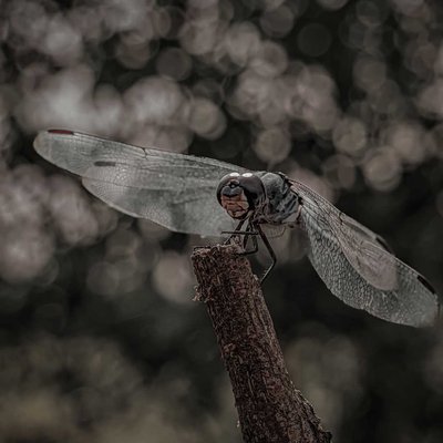 Dragonfly