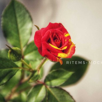 rose