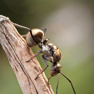 Ants.....