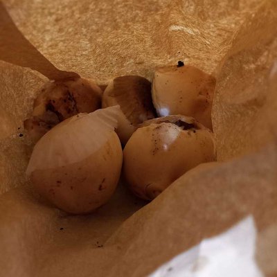 "3N Toasted Siopao"