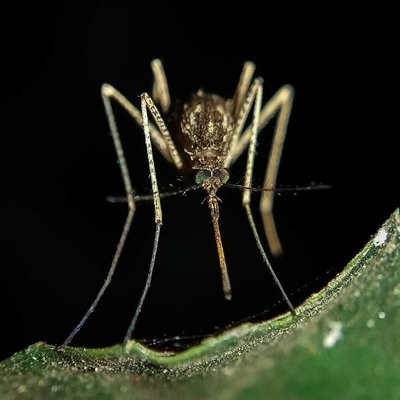 Closeup shot of a Mosquito.