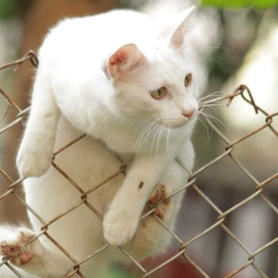 cat 
