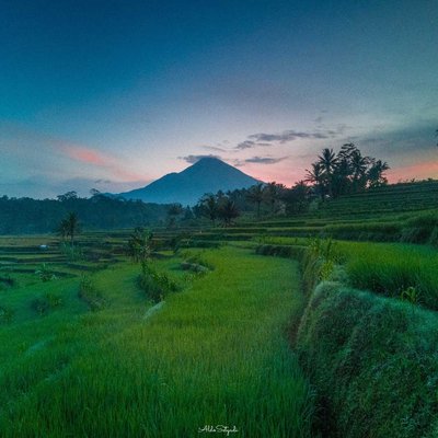 sawah semayu wonosobo