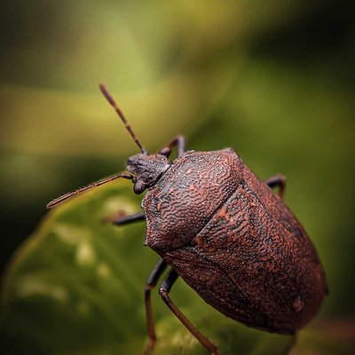 Pentatominae