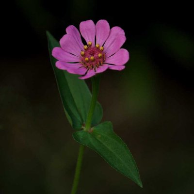 Zinnia
