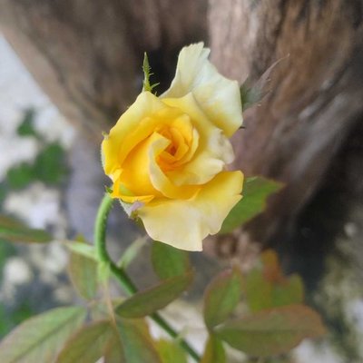 Rosa sunflare