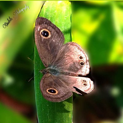 Butterfly🦋🦋