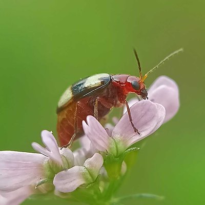 white-spotted leaf bettle