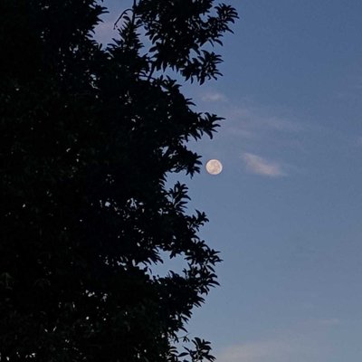 Mr. Moonlight