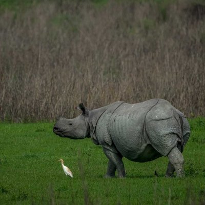 Pride of Kaziranga 