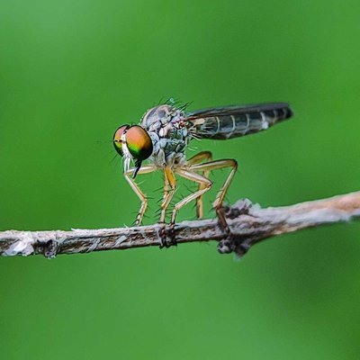 Roober fly 